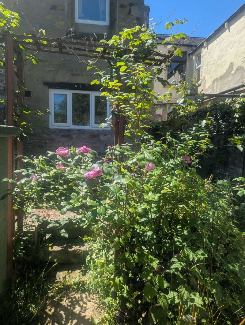 Rear garden in summer with roses in bloom along a pergola and stone steps rising to the top of the garden